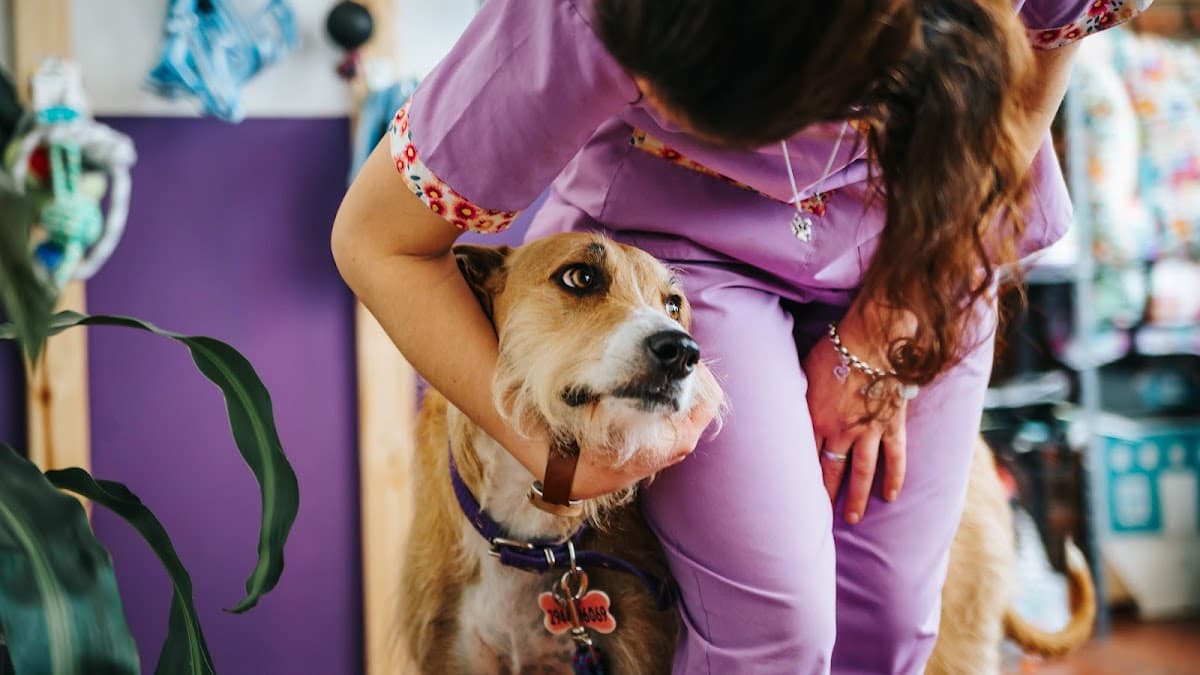 Los Andes Veterinaria