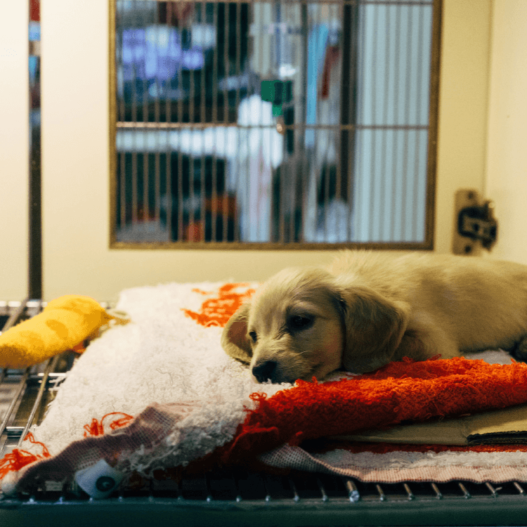 veterinaria el rodeo