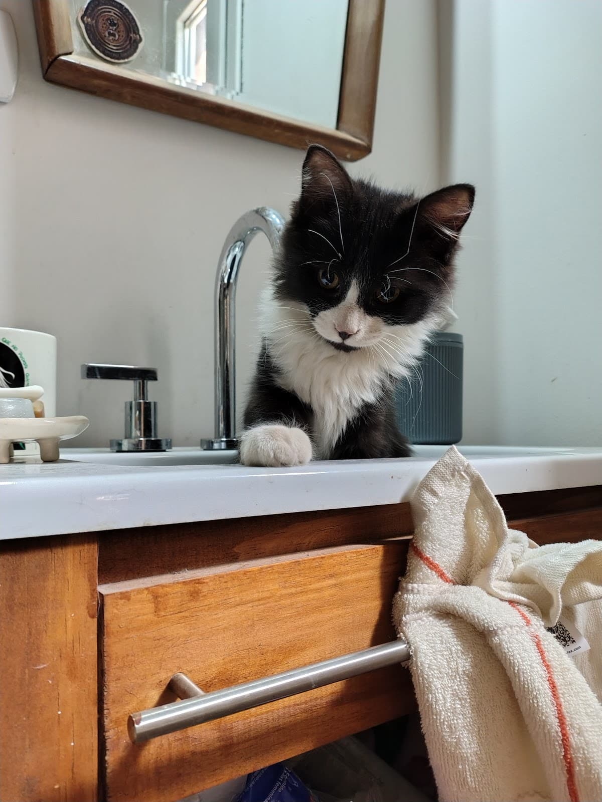 Veterinaria Los Cauquenes