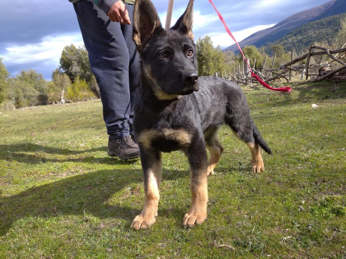 Adiestramiento canino y guarderia el bolson