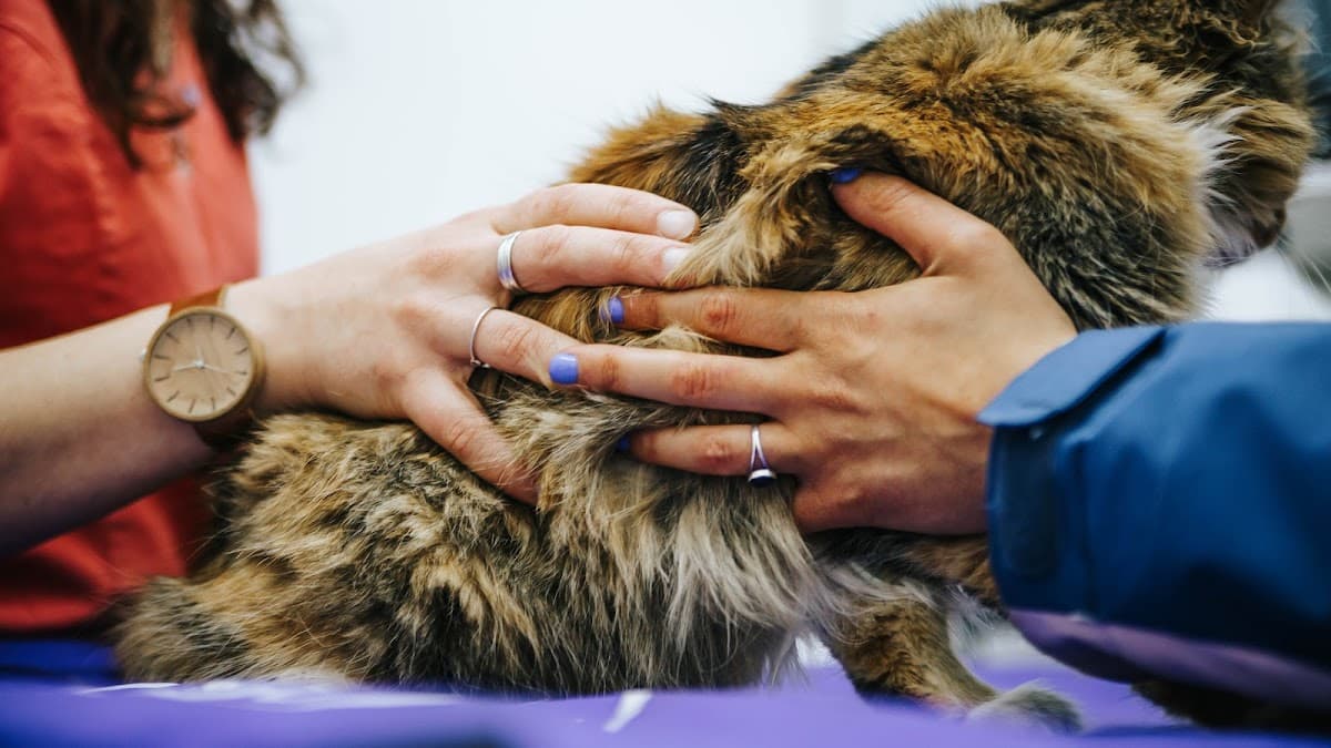 Los Andes Veterinaria